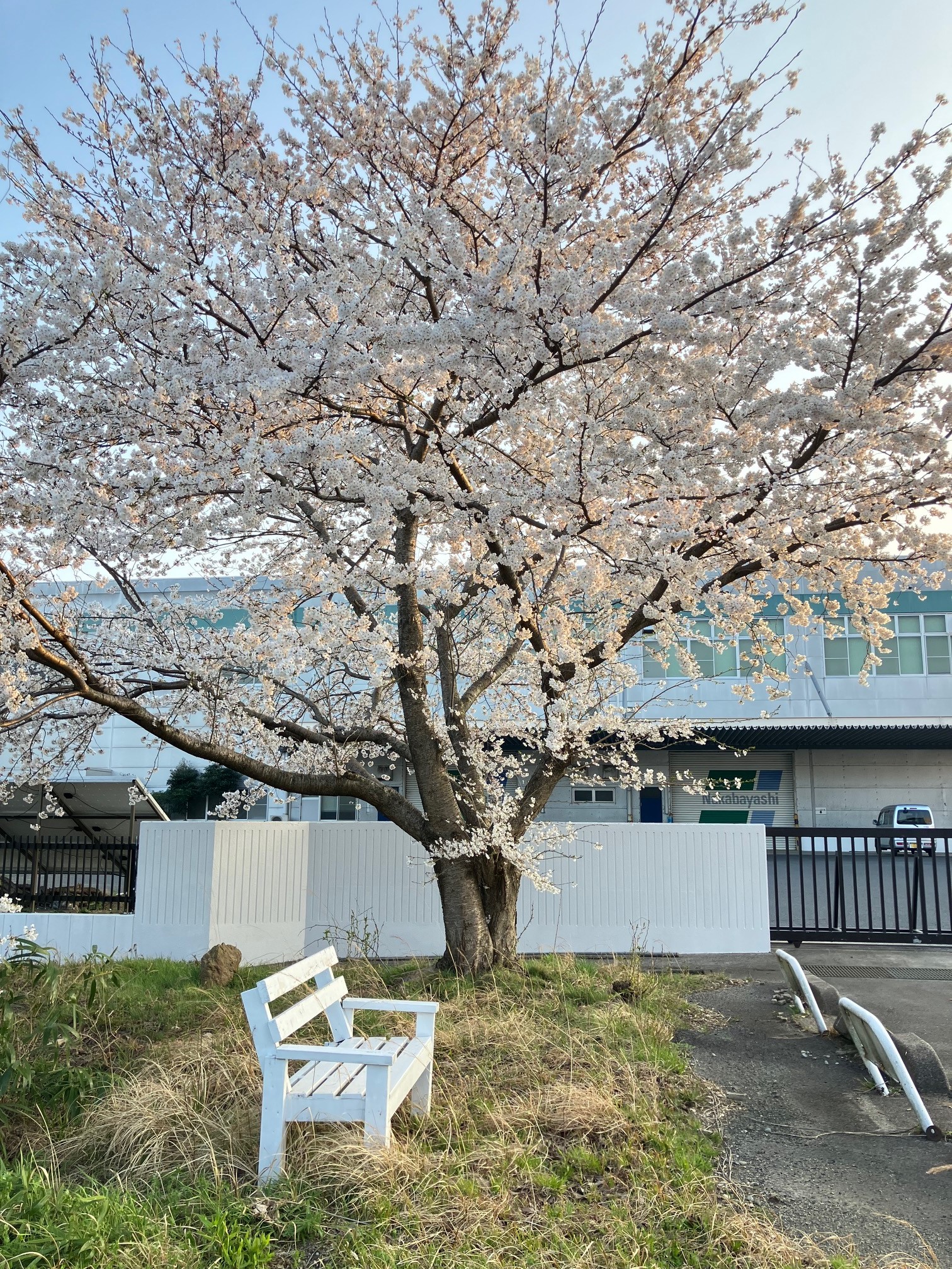 松江アライアンスの桜